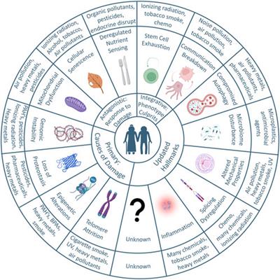 Aging, longevity, and the role of environmental stressors - Frontiers